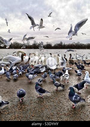 Vogelkongregation Stockfoto