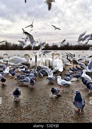 Vogelkongregation Stockfoto