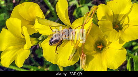 Biene und Bermuda Butterblume Stockfoto