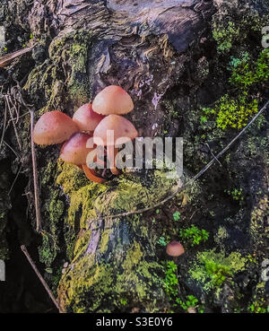 Mycenaceae Pilze auf moosigen Baum Stockfoto