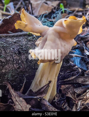 False Morel Pilz - sieht ein bisschen wie ein Reh Mit Geweih Stockfoto