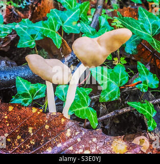 Falsche Morelpilze Stockfoto