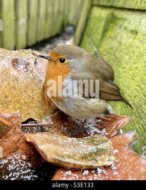 Ein weiblicher Rotkehlchen thronte an einem kalten, frostigen Wintertag auf einigen zerbrochenen Terrakotta-Pflanzentöpfen. Stockfoto