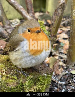 Eine Nahaufnahme eines britischen Rotkehlchens, das an einem frostigen Wintertag in einem Garten auf zerbrochenen moosigen Häkelchen oder Terrakotta-Pflanzentöpfen thront. Stockfoto