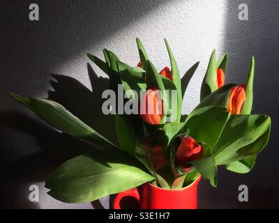 Ein Bündel roter Tulpen in einem roten Krug vor einer silbernen Wand. Dramatisches natürliches Licht beleuchtet die Blumen und wirft Schatten gegen die Wand. Stockfoto