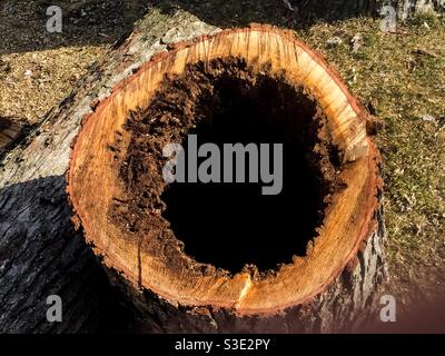 Großer Hartholzstamm, ausgehöhlt von Ameisen und Termiten. Frisch geschnittener Baum, etwa hundert Jahre alt, Ontario, Kanada. Stockfoto