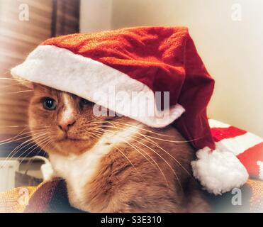 Inländische Ingwer Katze trägt einen Weihnachtsmann Hut Stockfoto