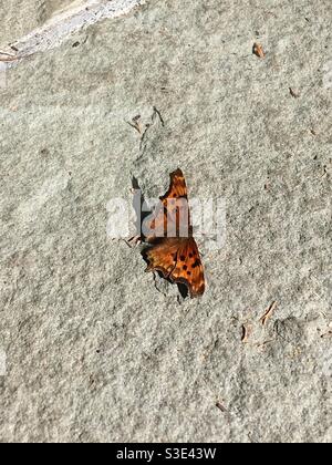 Satyr Comma Polygonia Satyrus Schmetterling Nymphalidae mit Bürstenfüßern Stockfoto