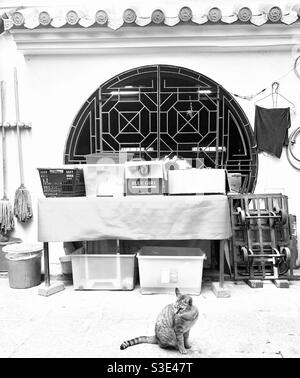 Eine Katze vor dem Hung Shing Tempel in AP Lei Chau, Hongkong. Stockfoto