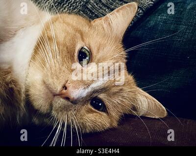 Porträt der Katze nach schnüffeln Katze nip abgespreizen Stockfoto