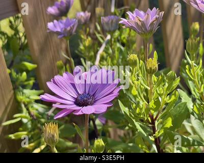 Lila Südafrikanische Gänseblümchen, Osteospermum Stockfoto