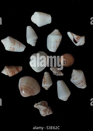Sammlung von Muscheln auf schwarzem Hintergrund Stockfoto