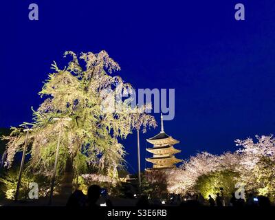 Nachtsakura-Bäume und fünfstöckige Toji-Pagode in Kyoto, dem höchsten Holzturm Japans. Stockfoto