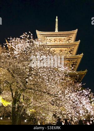 Blühender Sakura-Baum bei Nacht und fünfstöckige Toji-Pagode in Kyoto, dem höchsten Holzturm Japans. Stockfoto