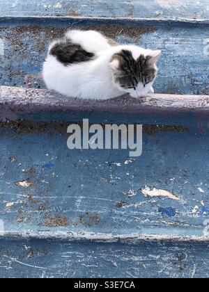 Streunende Katze sitzt auf einer hölzernen Oberfläche.Kopieren Raum für Text Stockfoto