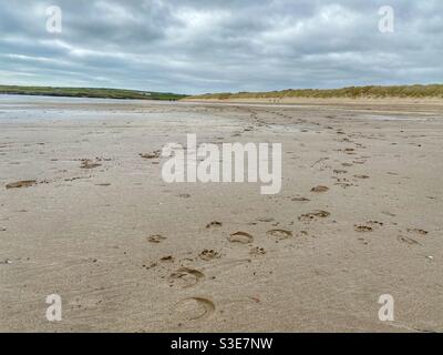 Weitwinkelaufnahme von Fußabdrücken am Aberffraw-Strand auf der Insel Anglesey, Nordwales Stockfoto