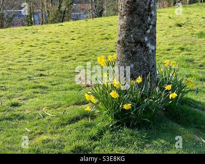 Narzissen, die um die Basis eines Baumes in einem wachsen Öffentlicher Park Stockfoto