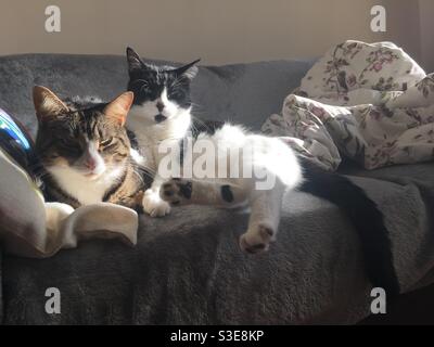 Zwei Hauskatzen genießen die Sonne und die Gesellschaft des anderen Stockfoto