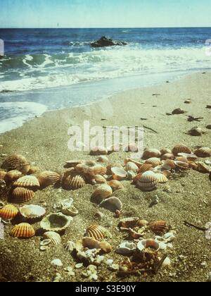 Muscheln an der Küste aufgespült Stockfoto