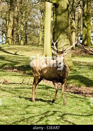 Hirsche schauen in den Wald Stockfoto