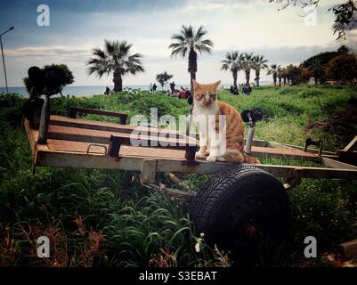 Ginger streunende Katze auf einem Wagen am Meer sitzen Stockfoto