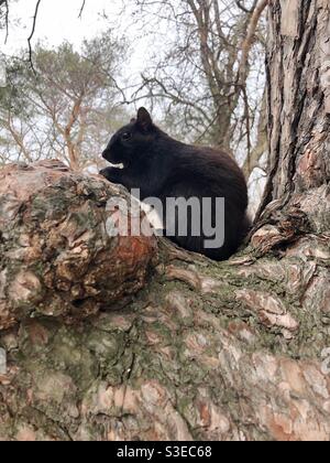 Seitenprofil eines schwarzen Eichhörnchens, das im Baum sitzt. Stockfoto