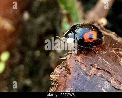 Ein asiatischer Marienkäfer (Harlekin Ladybird) in meinem Garten März 2021. Stockfoto