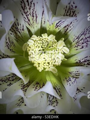 Makro-Nahaufnahme des Zentrums einer frühlingsblühenden Hellebore-Blume, auch bekannt als Fastenrose oder Weihnachtsrose. Stockfoto