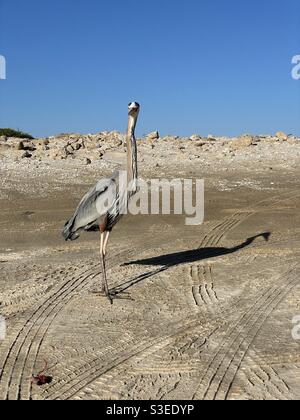 Großer blauer Reiher, der mit seinem direkt auf die Kamera schaut Schatten auf dem Sand Stockfoto