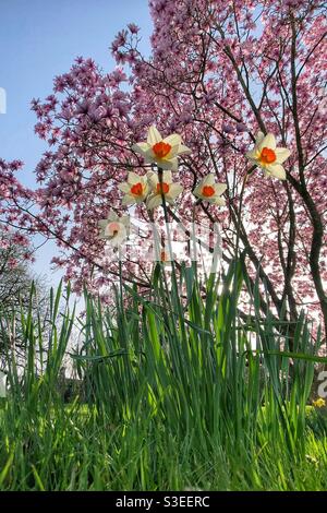 Frühling Narzissen und ein Magnolienbaum Stockfoto