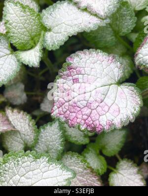 Lamium maculatum Beacon Siver - Nahaufnahme von Blättern mit grünen, weißen und rosa Färbung. Aufgenommen in London, Großbritannien. Stockfoto