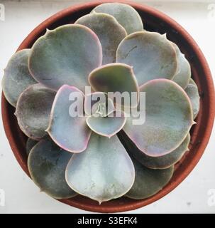 Echeveria Perle von Nürnberg Sukulent Stockfoto