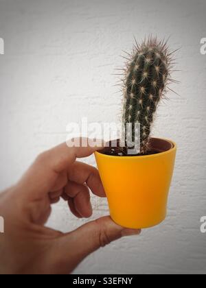 Kleine Kakteen in einem kleinen gelben Blumentopf Stockfoto