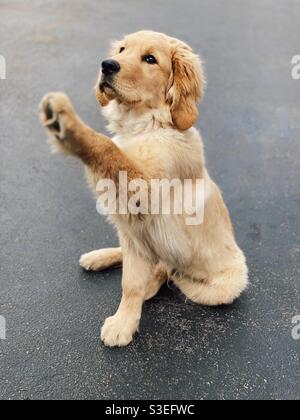 Liebenswert Golden Retriever Welpen sitzen in der Auffahrt mit Pfote angehoben Hoch oben Stockfoto