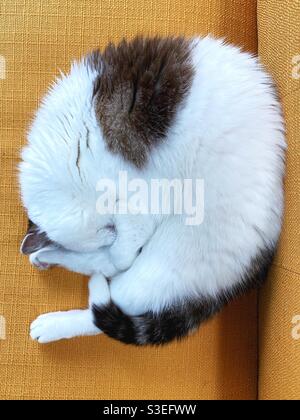 Eine Katze rollte sich auf einem gelben Sofa, wie von oben gesehen. Stockfoto