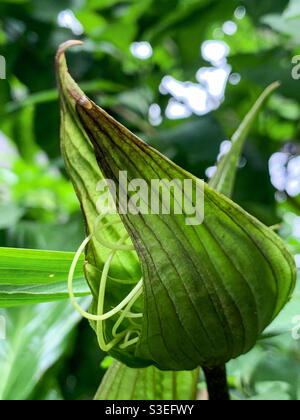 Schwarze Fledermausblume, Tacca chantrieri, immer noch grün und im Begriff zu blühen, es ist Schnurrhaare stochen aus Stockfoto