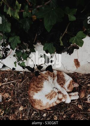 Streunende Katze schläft friedlich auf der Straße Stockfoto