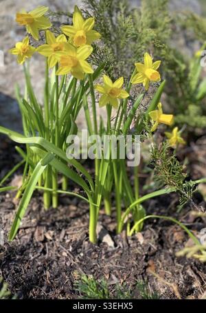 Frühling ist da Stockfoto