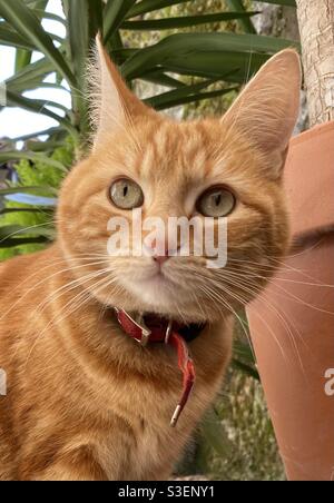 Junge Ingwer-Kater Stockfoto
