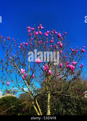 Frühling Blumen Stockfoto