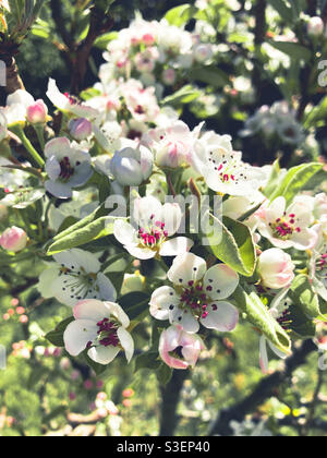 Apfelblüte in Blüte auf einem kleinen Baum in einem Obstgarten, Somerset, Großbritannien Stockfoto