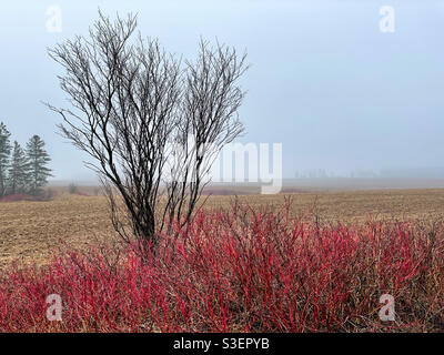 Blattlose Bäume und Sträucher in einer nebligen kanadischen Landschaft. Stockfoto