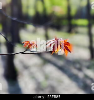 Junge silberne Ahornblätter im Frühjahr. Stockfoto