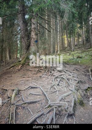 Alte Kiefer mit großen Wurzeln am Seebergkopf bei Bayrischzell in Deutschland. Stockfoto