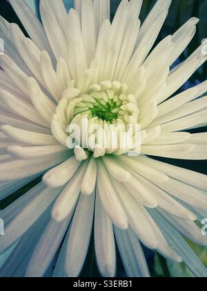 Ein Nahfoto einer wunderschönen weißen Blume mit nach außen platzierenden Blütenblättern. Anastasia Spinnenblume Stockfoto