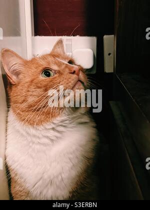 Ingwer-Katze versteckt sich an Steckdosen Stockfoto