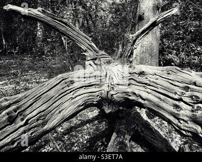 Ein alter zersplittert gefallener Baum liegt im Wald. Stockfoto