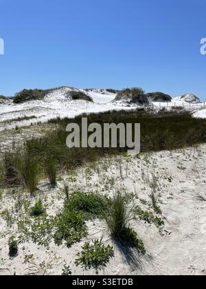 Frühlingsgras auf weißen Sanddünen am Fort Walton Beach Florida Stockfoto