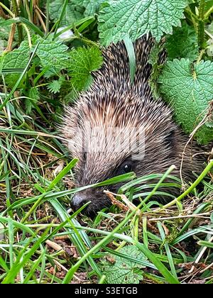 Igel im Unterholz Stockfoto