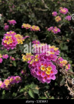 Schöne Blumen Nahaufnahme Stockfoto